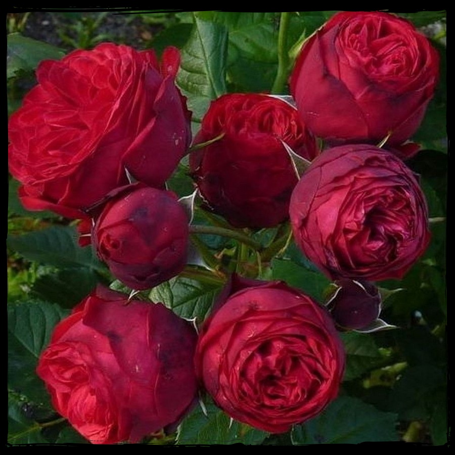 Piano róże wielkokwiatowe